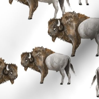 Buffalo Herd 2