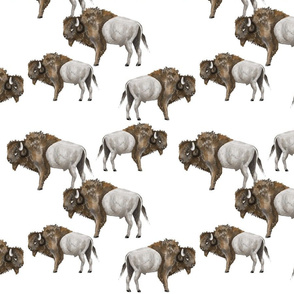 Buffalo Herd 2