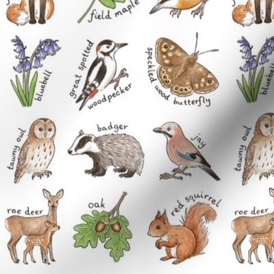 British Woodland Wildlife