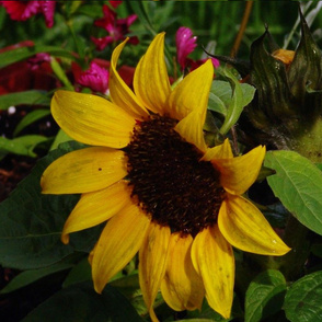 Kathys_08_028 Sunflower