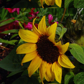 Kathys_08_028 Sunflower-ed
