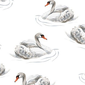 Swans on White