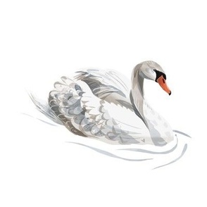 Lovely Swan on White