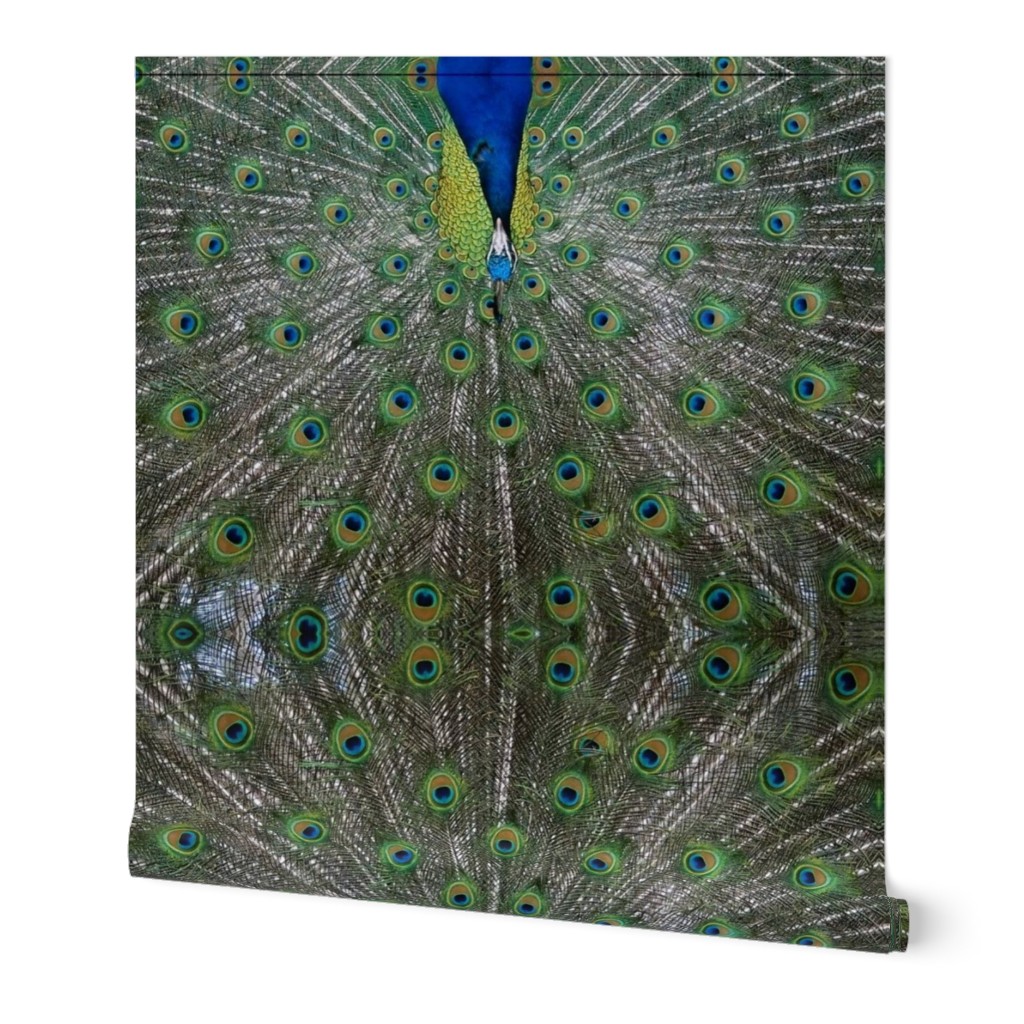 peacock xxl