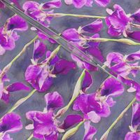 Painted Irises in Warm Magenta Small Print