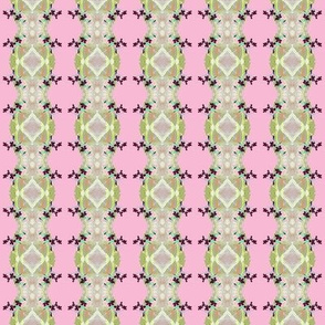 Oxalis Lace, pastel green on pink