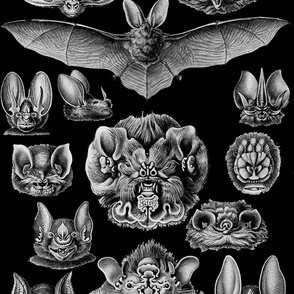 1904 Haeckel Chiroptera