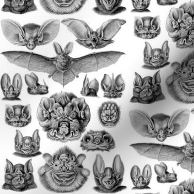 Ernst Haeckel Bats Black & White