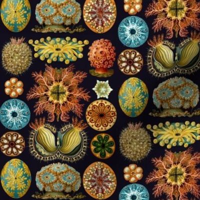 Ernst Haeckel Ascidiaecea Sea Squirts 