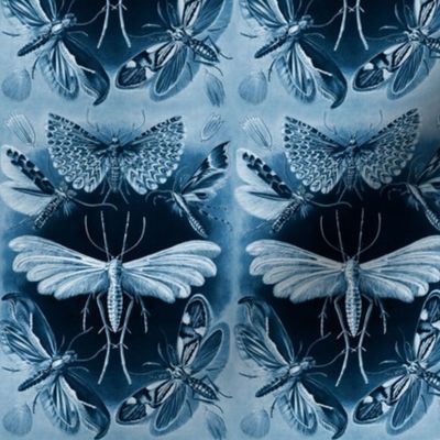 Ernst Haeckel Tineida Moths Blue