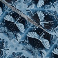Ernst Haeckel Tineida Moths Blue