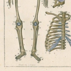 Osteography Skeleton Vintage Illustration