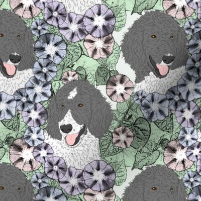 Floral Black Parti colored Standard Poodle portraits