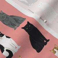 Cats fabric pattern cat breeds 5