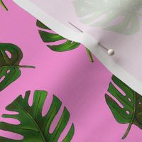 monstera on pink background
