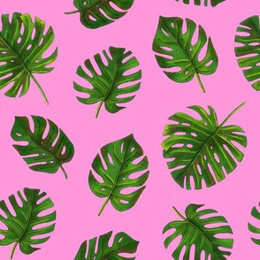 monstera on pink background