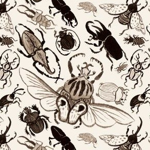  A Gathering of Beetles