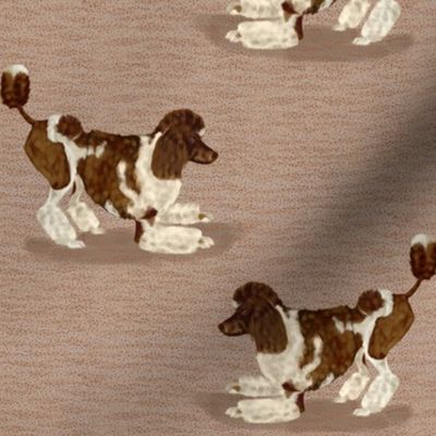Brown Parti Poodle on textured background