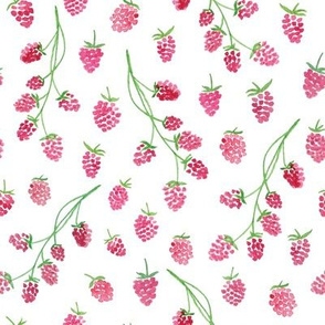 Raspberries - L