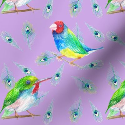 colorful_birds