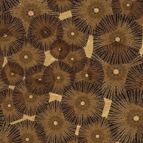 Pinwheels In Space Brown Brown Medium