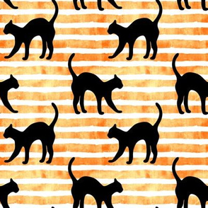 black cat on orange stripe