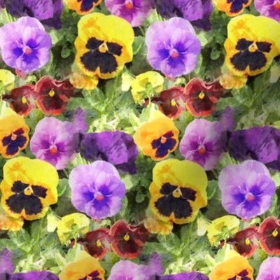 Pansy Flowers Watercolor