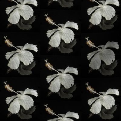 white hibiscus on black - oil painting