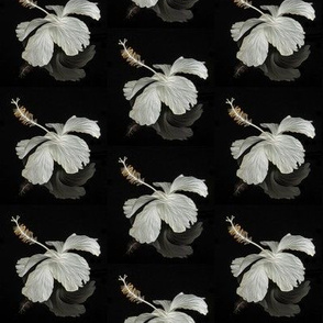 white hibiscus on black - oil painting