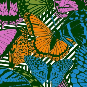 Chaos & Butterflies