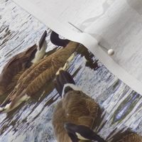 Chicago_Geese_1