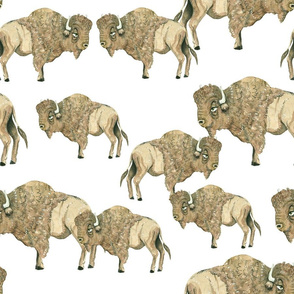 Buffalo Herd 3