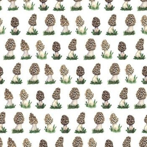 Morel mushrooms white background