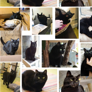 Black Cat Personalities