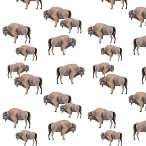 Sample Buffalo Herd