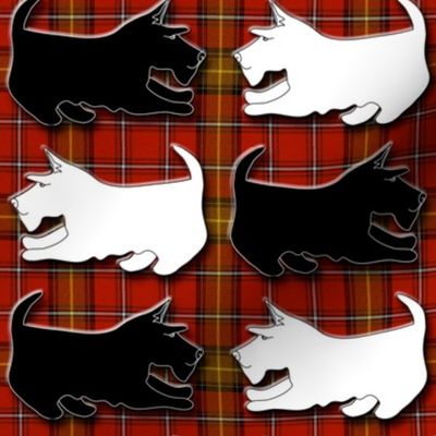 Black and Wheaten Playful Scottish Terriers on Red Plaid