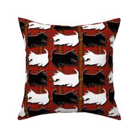 Black and Wheaten Playful Scottish Terriers on Red Plaid