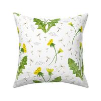 Dandelions on white background