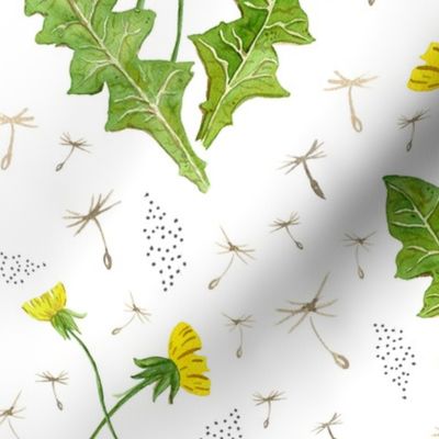 Dandelions on white background