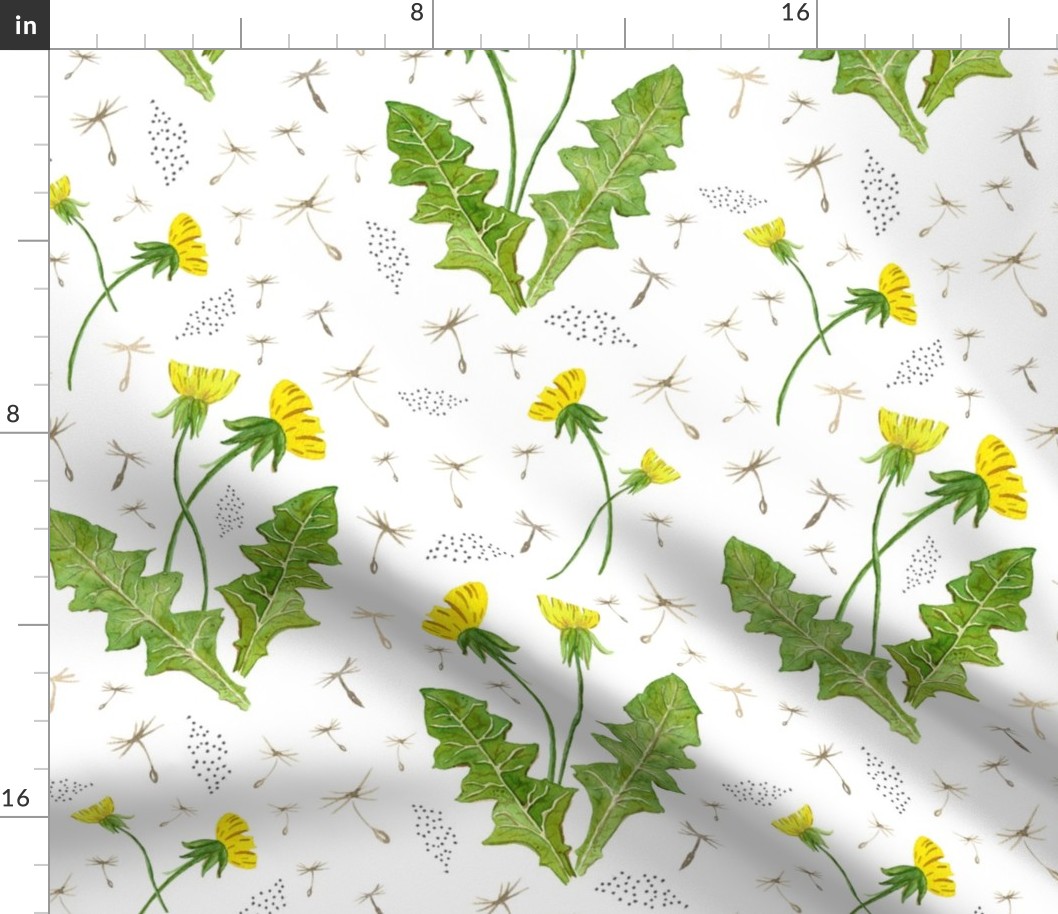 Dandelions on white background