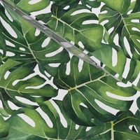 Watercolor Monstera Leaves