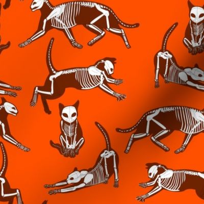 haunted cat skeletons orange and brown