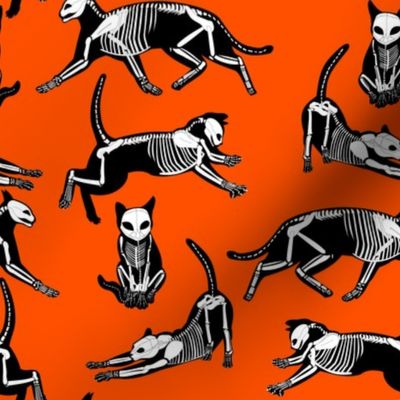 haunted cat skeletons orange and black