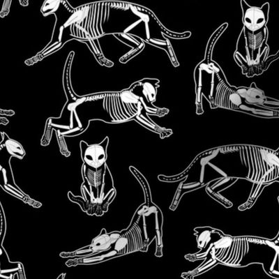 haunted cat skeletons black and white