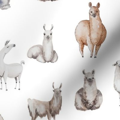 Bohemian Llamas // White