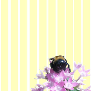 Bee on White & Yellow