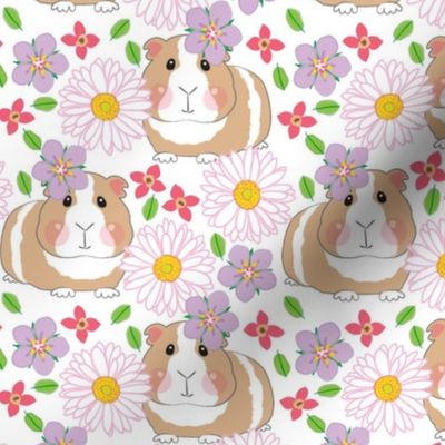 large guinea-pigs-with-white-gerber-daisies