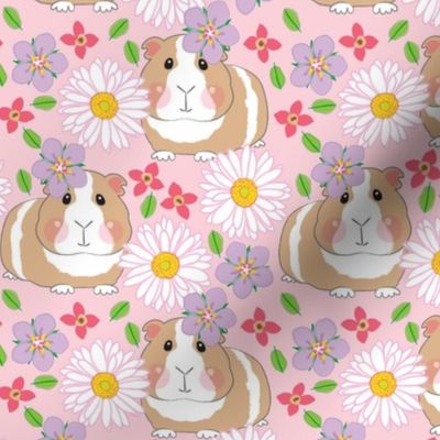 large guinea-pigs-with-white-gerber-daisies-on-pink