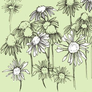 Green Coneflower