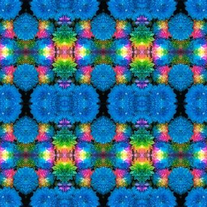 IMG_3643_Blue___Rainbow_Chrysanthemum_Pattern